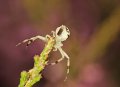 38 gewone kameleonspin Misumena vatia juv m De Hamert_resize